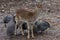 Baby deer with fowl bird looking bugs