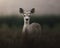 Baby Deer Staring Curiously at Camera While Wandering Through a Dewy Meadow