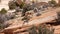 A baby desert big horned sheep and it`s mother make their way up a red slickrock slope in the desert of Southern Utah