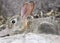 A Baby Desert Cottontail Hiding Behind a Rock