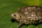 Baby Diamondback Terrapin