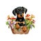 Baby Doberman Puppy in Flower Basket. Cute puppy in basket watercolor illustration