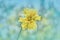 `Baby Doll` Hybrid Daffodil HDR card stock photo by ZDS