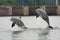 baby dolphin leaping out of the water while another jumps nearby