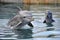 baby dolphin leaping out of the water, followed by another baby dolphin