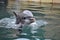 baby dolphin leaping out of the water and splashing back down into the water