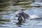 baby dolphin leaping out of the water to catch fish