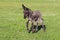 Baby donkey on floral pasture