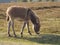 Baby Donkey Foal in the New Forest Hampshire