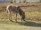 Baby Donkey foal in the New Forest Hampshire