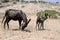 Baby donkey and his mother