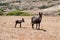 Baby donkey and his mother