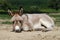 Baby donkey laying on the field