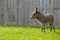 Baby donkey in lush green field