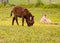 Baby donkey in meadow eating flowers