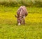 Baby donkey in meadow eating flowers