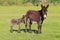 Baby donkey and mother on floral field