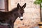 Baby donkey portrait