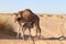 Baby dromedary