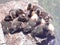 Baby duck chicks resting by river