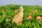 baby duck in a green grass with eggs around