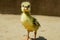 A baby duck is standing in the sun taking a bath, It`s very healthy