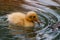 Baby duck swimming