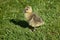 Baby duckling