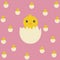 Baby Duckling Chick on Pink Background