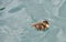 Baby duckling swimming