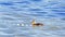 Baby duckling swimming alone beside a blue and white rope on calm lake waters