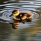 A baby duckling swimming in a pond, with its mother duck nearby1