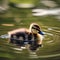 A baby duckling swimming in a pond, with its mother duck nearby4
