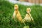 Baby ducks in spring grass