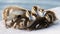 Baby Ducks Stare at Camera at United States Capitol Reflecting Pool