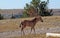 Baby Dun Foal on Sykes Ridge on BLM Bureau of Land Management land in the Pryor Mountains in Montana â€“ Wyoming