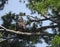 Baby eagle perched on a tree branch.