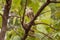 Baby eagle sitting on the tree