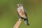 Baby Eastern Bluebird