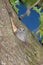 Baby Eastern screech owl looking out of live oak tree cavity