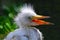 Baby Egret