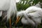 Baby Egret