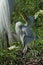 Baby egret in nest, waiting to be fed, in Florida.