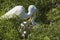 Baby egrets grasping adult`s bill looking for food, Florida.