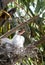 Baby Egrets in nest