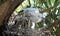 Baby Egrets in nest