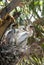 Baby Egrets in nest