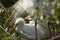 Baby egrets resting under tail feathers of an adult, Florida.