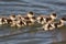 Baby egyptian goose gosling. Cute young baby geese swimming in a