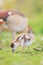 Baby Egyptian goose in the riverside, Spring, England